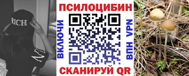 Псилоцибиновые грибы Cubensis  Белокуриха 